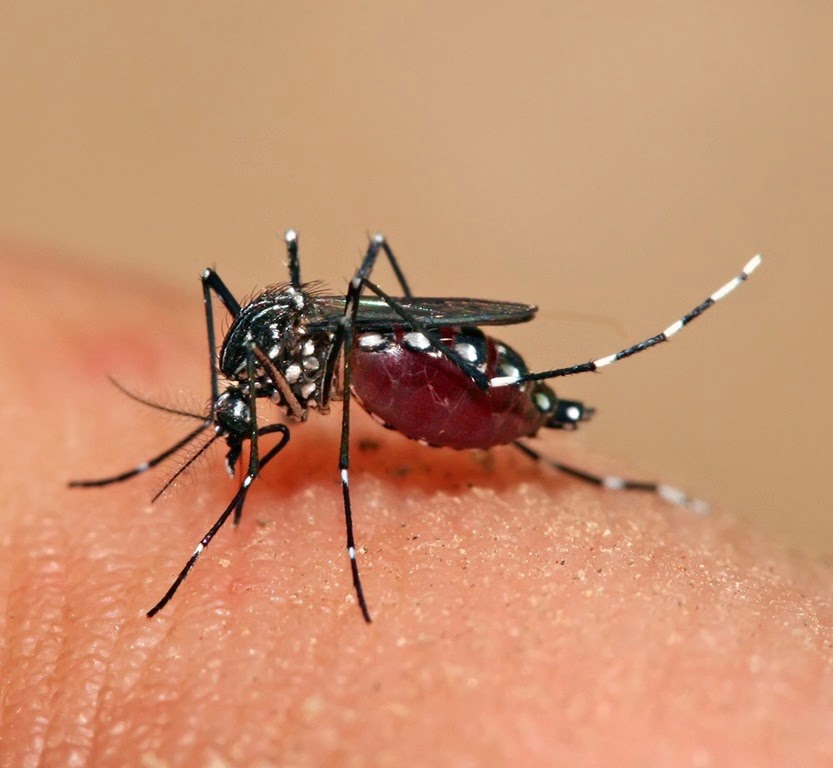 [Aedes_aegypti_feeding%255B3%255D.jpg]