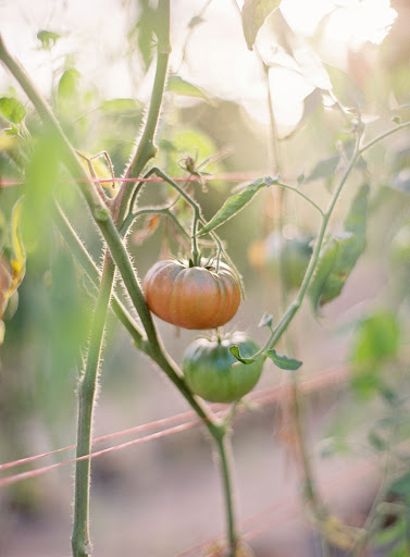 Orange and green tomatoes were growing on the vines, adding natural touches of color from the story's palette.