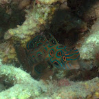 sehr seltener "Dragonet", Komodo