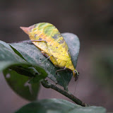 A leaf bug