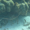  Scuba Dive Buck Island Reef