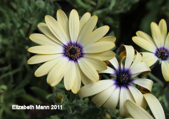 [Flower43.jpg]