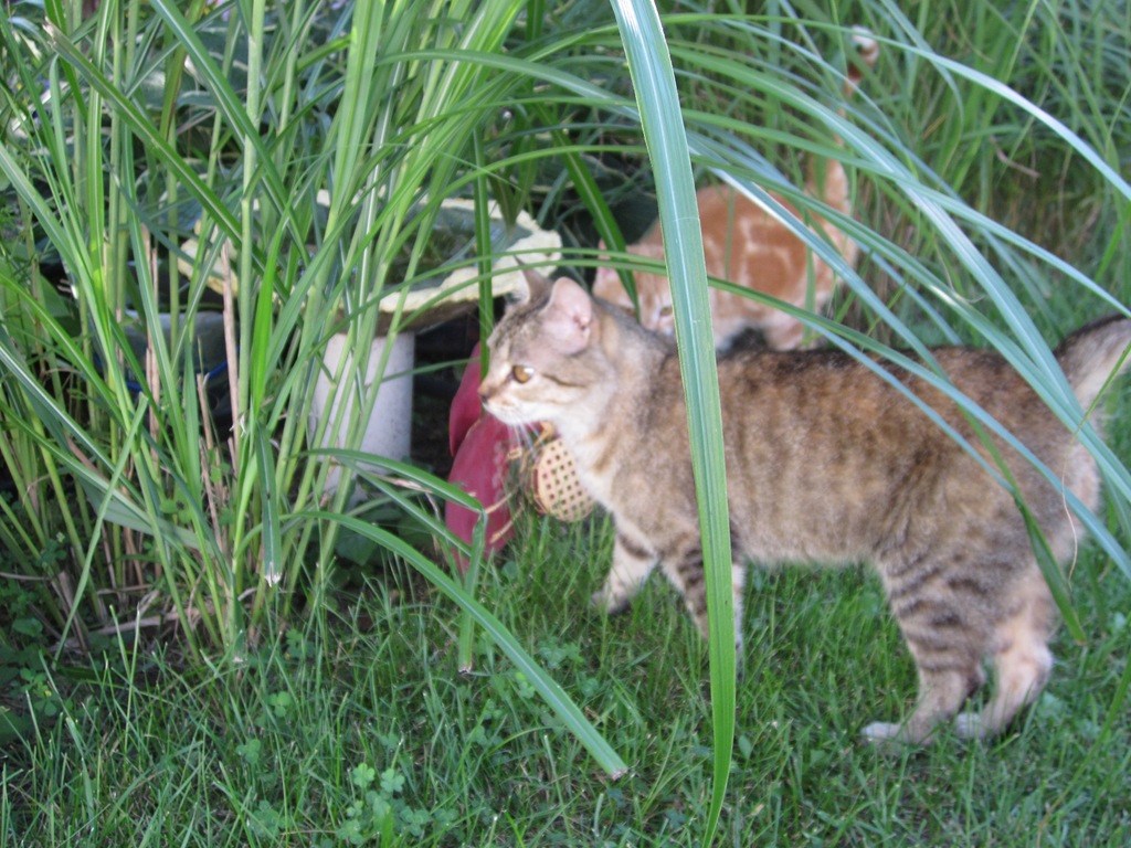 [Around%2520the%2520farm%2520yard%2520041%255B4%255D.jpg]