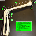 elbow_labeled.jpg