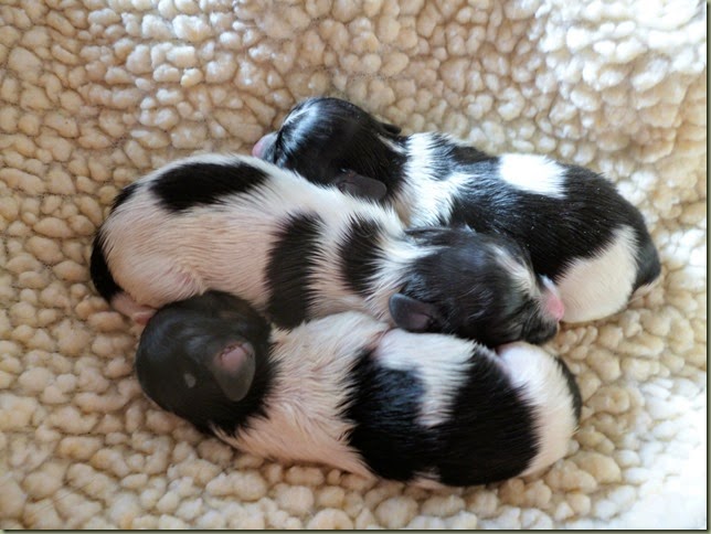 Belle`s pupppies 2days 14