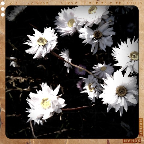 [12.%2520flowers%255B3%255D.jpg]