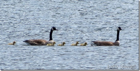 First Goslings of the season