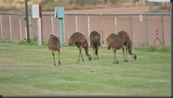 emus 009