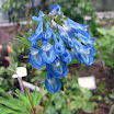穆坪紫堇Corydalis flexuosa.JPG