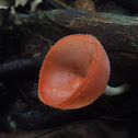 Cup Fungi