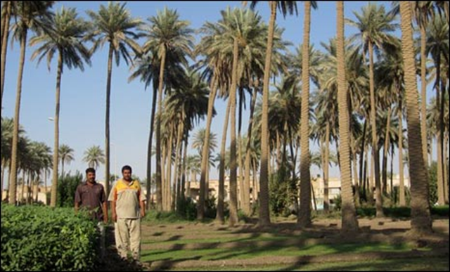 Lush appearances are deceptive at the Alaa ad-Din brothers' date plantation: It's hardly rained in Iraq for more than two years, the river levels have dropped by half in some places, and farmland is drying out. The drought is having a devastating effect on Iraq's most renowned export after oil - its dates. BBC