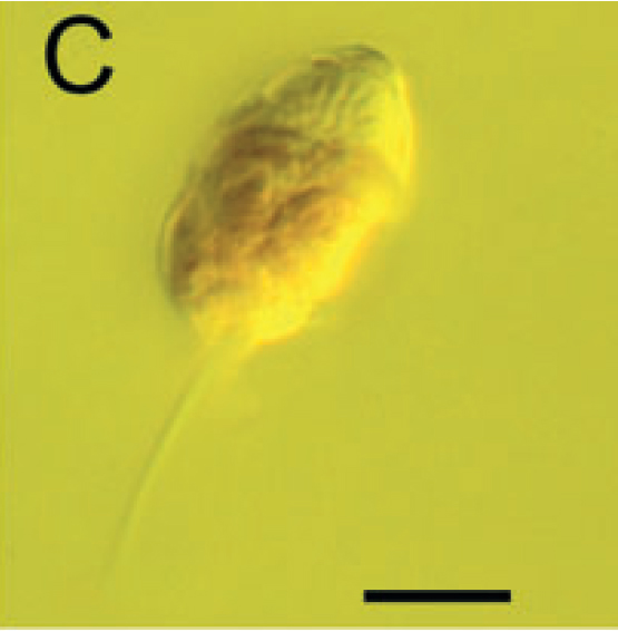 barrufeta bravensis.jpg