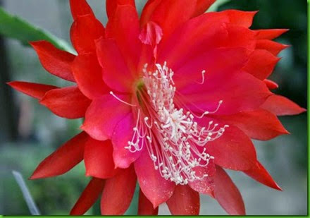 Epi Whitwatersrand Epi Whitwatersrand