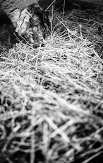22.6.2013 2013-06-22.jpg