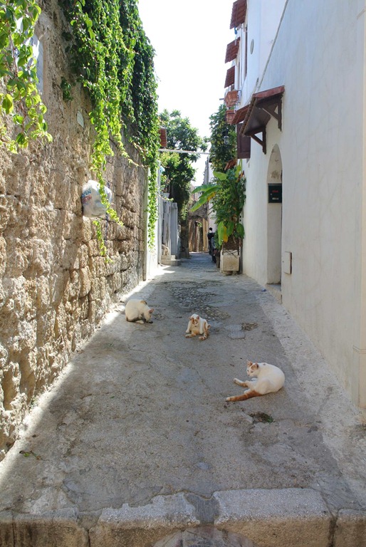 DSC_0848 DSC_0848