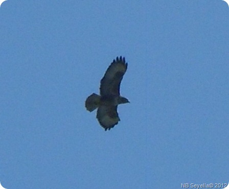 SAM_0022 Buzzard SAM_0022 Buzzard