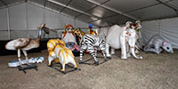 Festival animals hiding