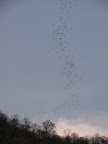 IMG_1004.JPG