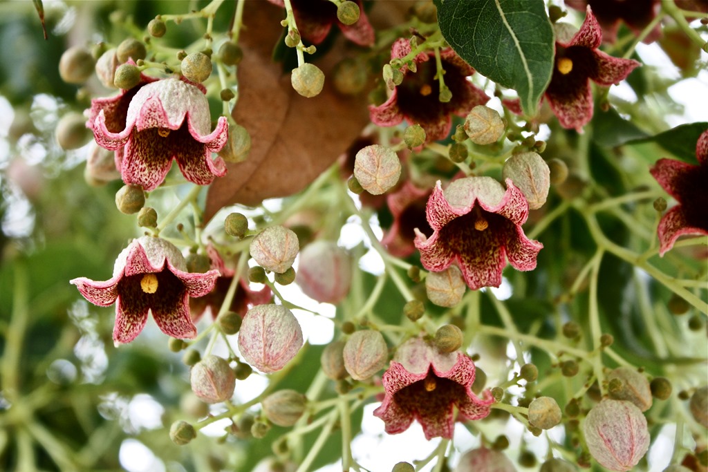 [Brachychiton%2520populneus%255B3%255D.jpg]