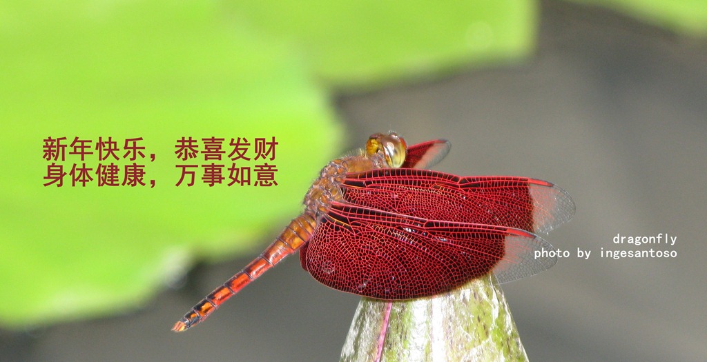 [Happy%2520chinese%2520new%2520year%25202012%255B6%255D.jpg]