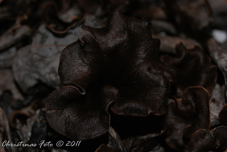 SONY DSC