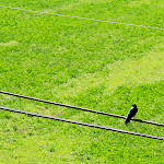 _MG_1556.jpg _MG_1556.jpg