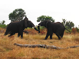 South Africa - 148.JPG