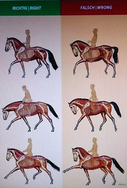 Bildresultat för lodplan häst