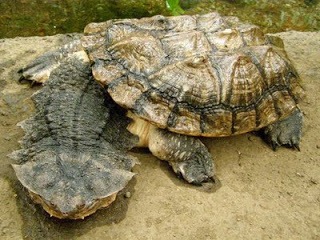 [3.MatamataChelusFimbriatus4.jpg]