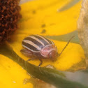 Potato bug