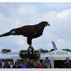 Cuerden Birds of Prey 013.jpg