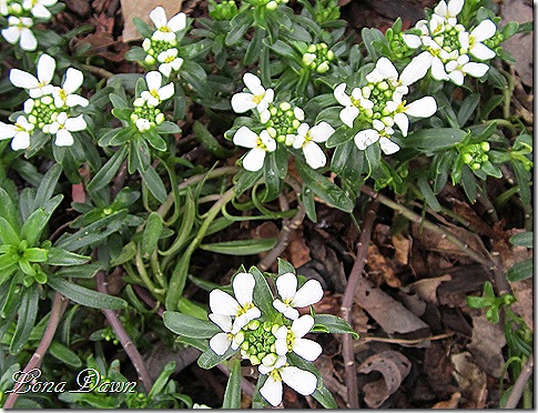 Candytuft_March19