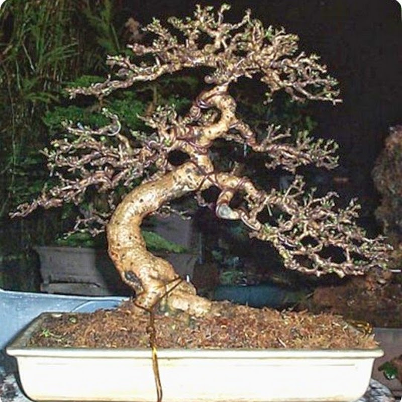 Bonsai Species Guides: Carmona Fukien Tea Bonsai.