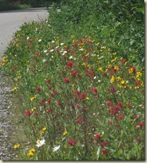 DSCF0625