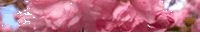 [aabkgTR-cherry-blossoms-200x50%253DTOP%255B2%255D.gif]
