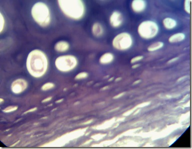 Elastic cartilage high magnification microscopic view