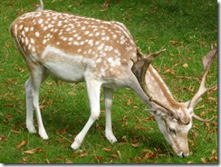 Dunham Massey (15)