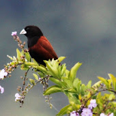 Chestnut Munia.jpg Chestnut Munia.jpg