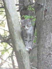 princess stuck in tree June 8 2013.1