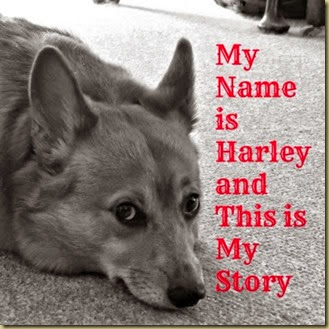 My Name is Harley cover