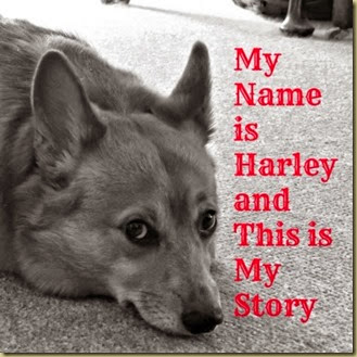My Name is Harley cover My Name is Harley cover