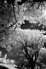 The-Trees-6