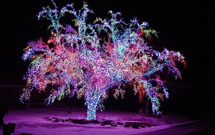 brightest-christmas-tree-ever-794x500