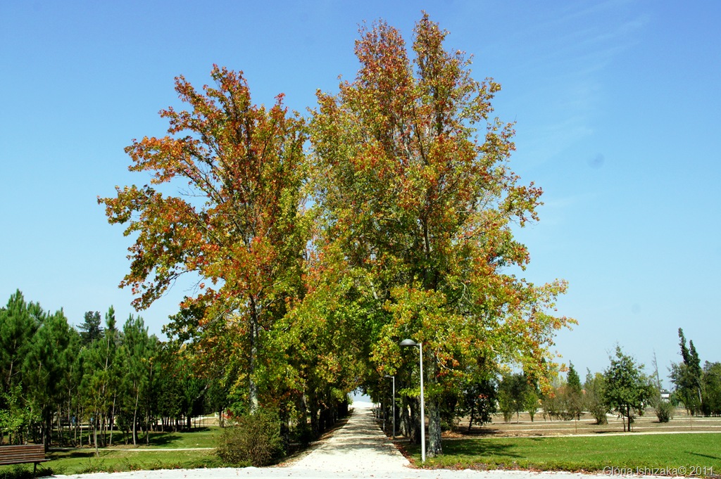 [24%2520-%2520Gl%25C3%25B3ria%2520Ishizaka%2520-%2520Outono%2520-%25202011%2520-%2520Portugal%2520-%2520mealhada%255B6%255D.jpg]