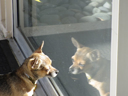 Minnow: 