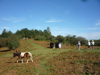 Wild ponies on trail