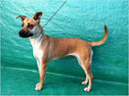 CHELA. Hembra joven. Amorosa, juguetona, activa