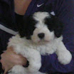 puppen 6 weken 002.jpg