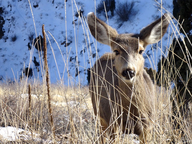 [SKArunner_Deer%255B6%255D.jpg]