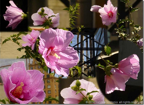 Reliable-Rose-of-Sharon-155 Reliable-Rose-of-Sharon-155